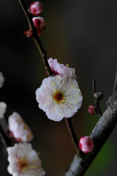 寒冰郁兰采集到梅花