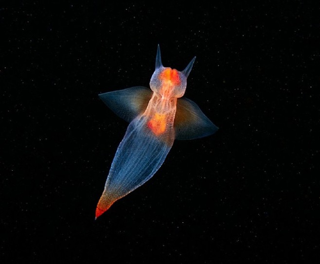 美哭的海洋生物摄影，来自著名的海洋生物摄...