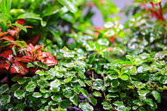 眉霜采集到植物