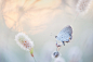 Airy Butterfly photo by Ray Hennessy (@rayhennessy) on Unsplash : Download this photo by Ray Hennessy (@rayhennessy)