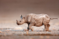 Black Rhinoceros baby running by Johan Swanepoel