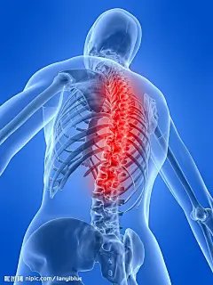 身体构造 透视 腰椎 骨架