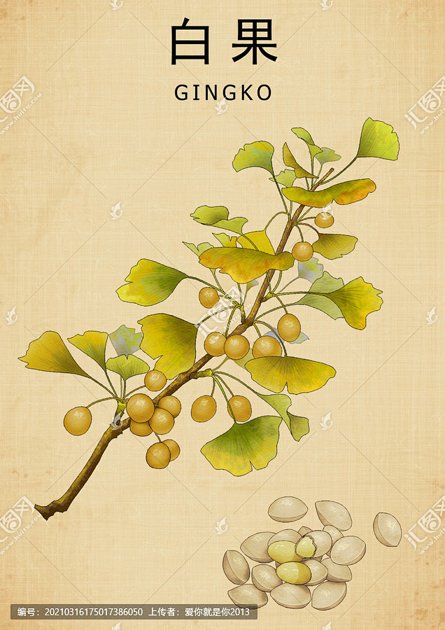 白果 银杏 银杏叶 银杏果 银杏树 中草药包装插画 中药大全 中药插画 复古医书草药插图 手绘中草药 手绘值物花草 百草集 草本植物 草药 ...