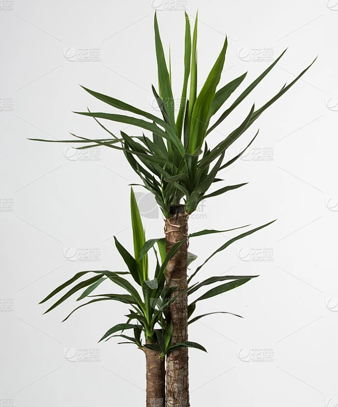 花盆里的丝兰树。常见丝兰、丝兰、芦荟、丝兰、匕首等植物。室内植物孤立在白色背景上素材-花瓣网