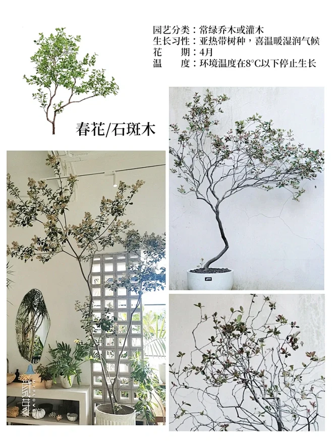 干货｜18种常用日式杂木风庭院植物分享 - 小红书-花瓣网