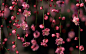 blossoms depth of field flowers nature pink wallpaper (#924509) / Wallbase.cc