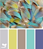 feathers color-palettes