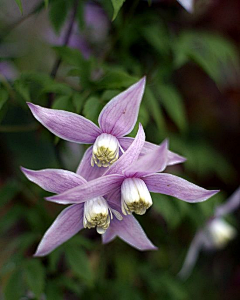 夏星梦采集到花——五彩缤纷