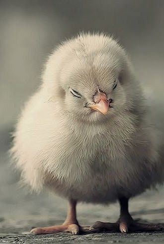 Chick sleeping.. (by...