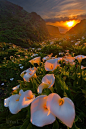 A Multiverse of Cool Eye-Comfort / Sunset Lilies, Big Sur, California photo via linda