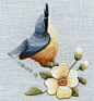 Nuthatch In Spring Class Project