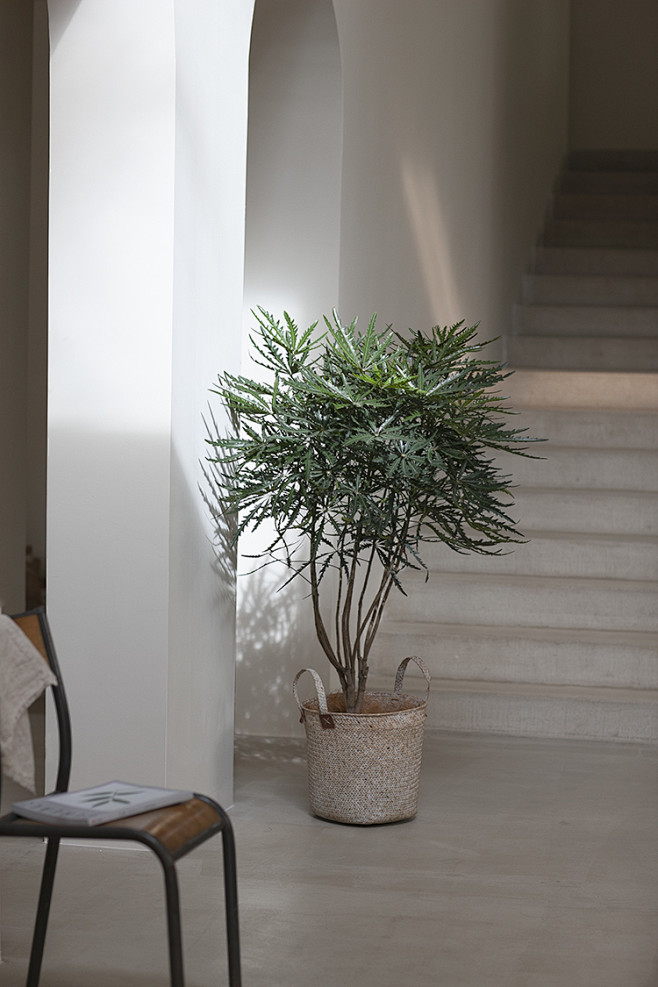 plant-plan