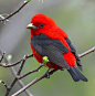 Scarlet Tanager - the red in the sky