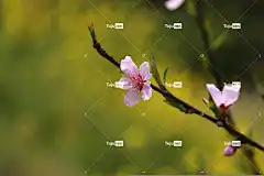 花 樱桃 花卉背景 樱花盛开 樱桃花 花壁纸 春天 大自然