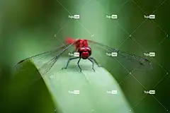 蜻蜓 壁纸4K 昆虫 酷背景 自由背景 翅膀 自然背景 免费壁纸