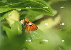 大船长 蝴蝶 美丽的花朵 昆虫 花 翅膀 天线 植物 花壁纸