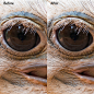 照片的Shutterstock之前和之后的应用智能锐化滤镜的效果。