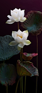 White Lotus Flowers ~ Ana Rosa: 