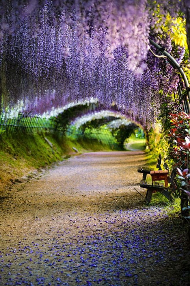 beautiful wisteria flower tunnel in kitakyushu, fukuoka, japan (