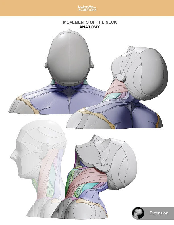 Neck anatomy-花瓣网
