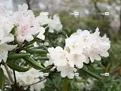 樱桃树 春天 鲜花 粉色 樱花 自然 日本 植物 季节 花壁纸