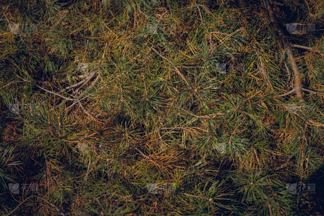 Свежая сосновая хвоя. Яркие хвойные иголки. Сосновый лес в Восточной Европе