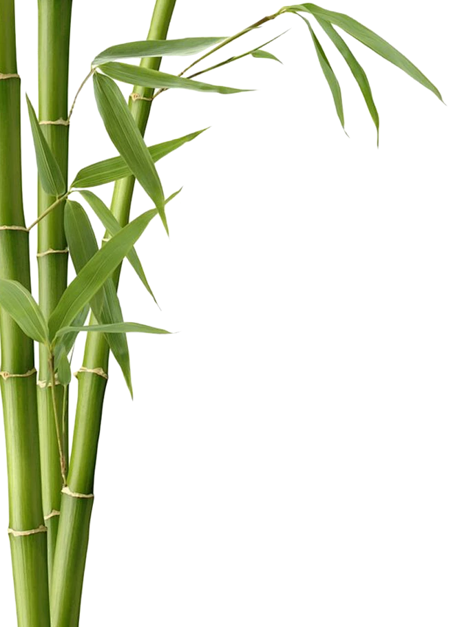 PNG透明背景素材竹子素材-花瓣网