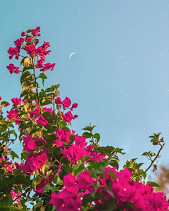 心旅风情采集到花语