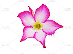 粉红色的花朵