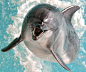 dolphin jump!: 