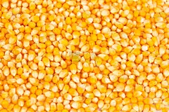 玉米,种子,有机食品,特写,背景聚焦,长寿饮食,水平画幅,无人,生食,干的