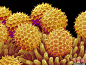 神奇微观世界：电子显微镜下的牵牛花花粉
