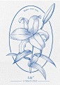 钢笔画｜百合花 - 小红书