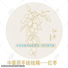 红枣 手绘红枣 药材医草 手绘植物花草 手绘中草药 草药 中草药包装插画 红枣包装插画 草本植物 中草药 中药 本草纲目 百草集 手绘红枣线描插画