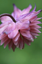 Aquilegia vulgaris 'Rose Barlow' 重瓣耧斗菜"露丝•巴洛"