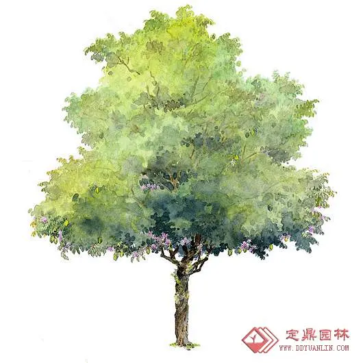 景观素材-手绘树-花瓣网
