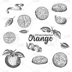 黑白套手绘热带柑橘类水果。橙色。墨水素描风格。模板菜单，食谱，贺卡的好主意。