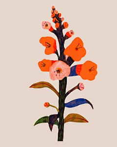 LUO枫风采集到植物插画