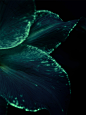 bioluminescence