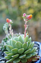 flora-file:

Chili and Lime (by flora-file)多肉QQ交流群：439723099

For someone that takes so many photos of succulents, I don&#;8217t have a proportional amount of succulent photos in my best of 2013 round up, I think in part because those photos usually g