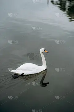 一只白天鹅在湖水中游动
