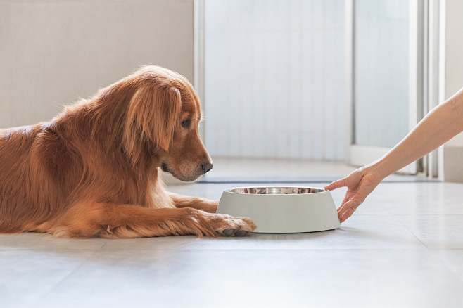 金毛寻回犬躺在地板上吃东西