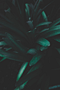 Plant, leaf, botany and green HD photo by Ren Ran (@renran) on Unsplash : Download this photo in China by Ren Ran (@renran)