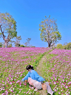 田果真采集到花海