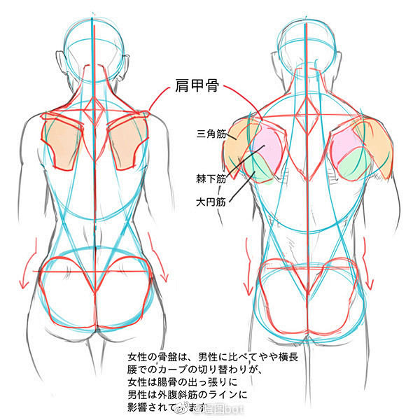 【#绘画参考# 】不要奇行种：人体结构绘...
