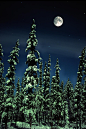 Moon And Trees - Teslin, Yukon