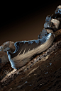 Salomon 最新鞋款 CROSS ADVANCED