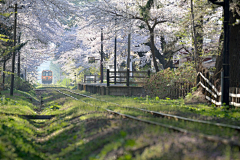 梧桐盛夏采集到优景