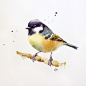 Watercolor Birds : Watercolor Birds