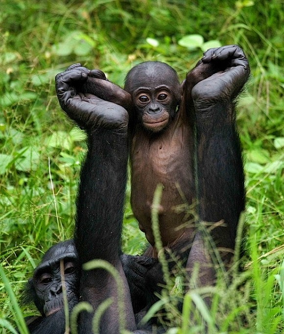 Cute Gorillas | Cute...